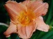 Peach bisque